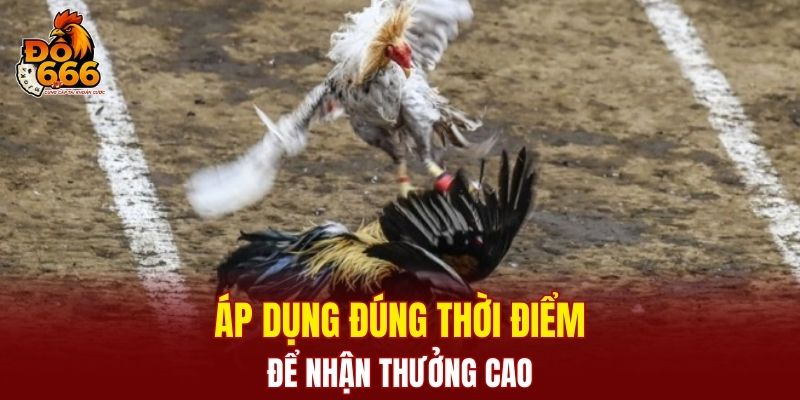 Áp dụng mẹo đeo cựa cho gà đúng thời điểm để hiệu quả