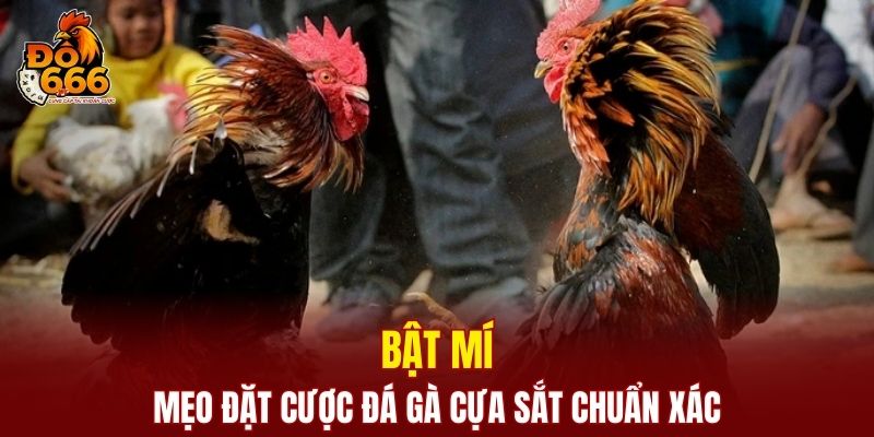Bật mí mẹo đặt cược đá gà chuẩn xác cho người chơi mới