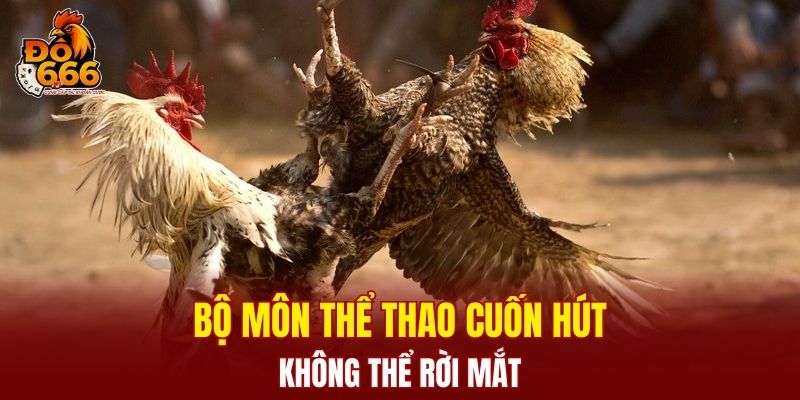 Bộ môn thể thao cuốn hút không thể rời mắt