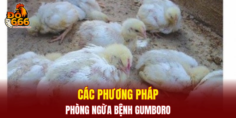 Các phương pháp phòng ngừa bệnh Gumboro
