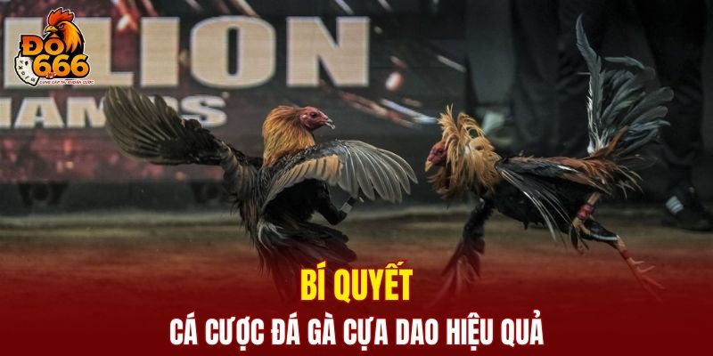 Chia sẻ bí quyết cá cược đá gà hiệu quả cho người mới