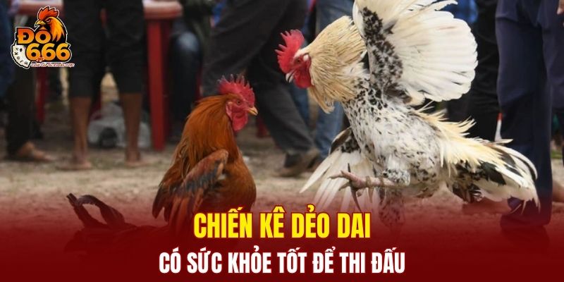 Chiến kê dẻo dai có sức khỏe tốt để thi đấu