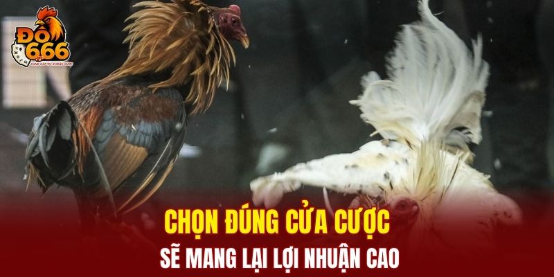 Chọn đúng cửa cược sẽ mang lại lợi nhuận cao