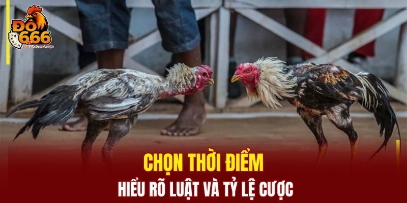 Chọn thời điểm, hiểu rõ luật và tỷ lệ cược
