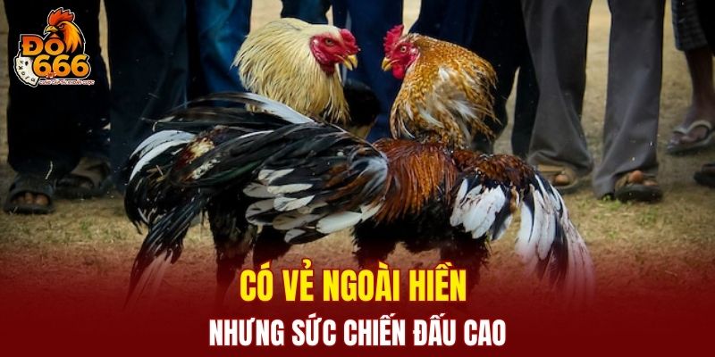 Có vẻ ngoài hiền nhưng sức chiến đấu cao