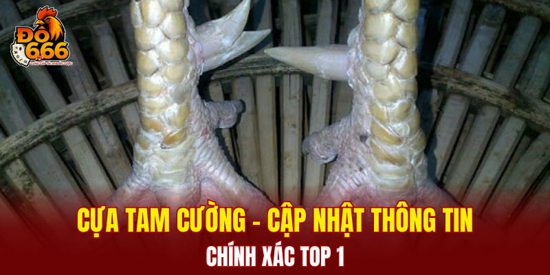 Cựa Tam Cường