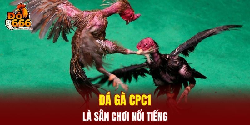 Đá gà CPC1 là sân chơi nổi tiếng
