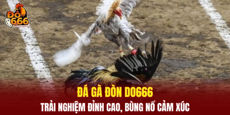 Đá Gà Đòn