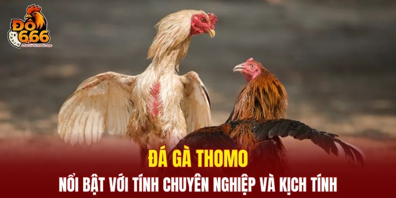 Đá gà Thomo nổi bật với tính chuyên nghiệp và kịch tính