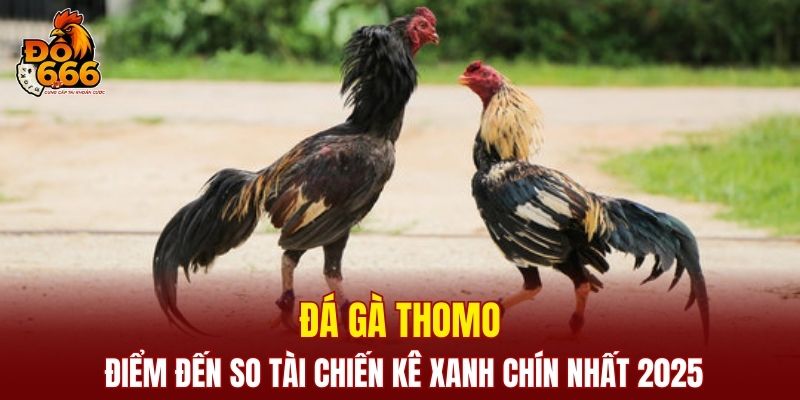 Đá Gà Thomo