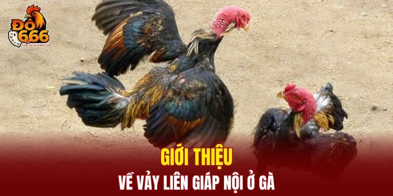 Đôi nét về vảy liên giáp nội ở gà