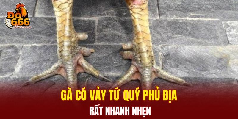 Gà có vảy tứ quý phủ địa rất nhanh nhẹn