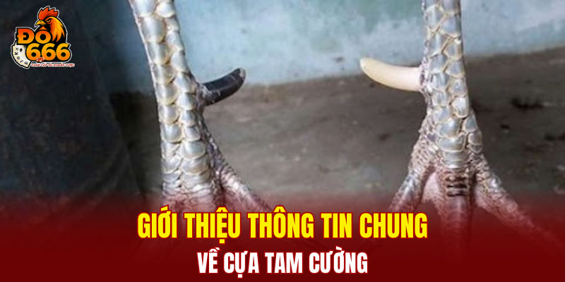 Giới thiệu thông tin chung về Cựa Tam Cường