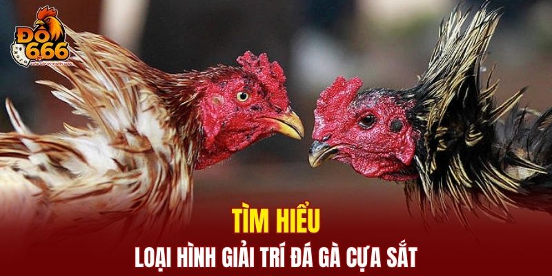 Giới thiệu về loại hình giải trí đá gà cựa sắt