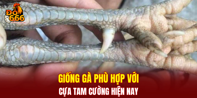 Giống gà phù hợp với Cựa Tam Cường hiện nay