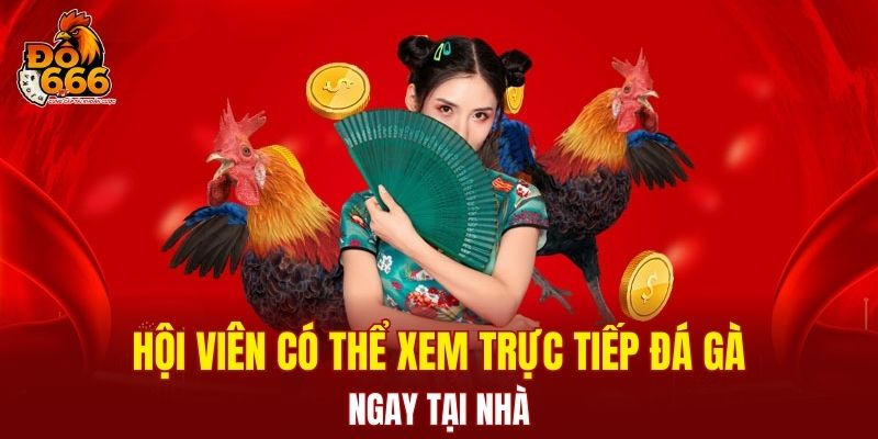 Hội viên có thể xem trực tiếp đá gà ngay tại nhà