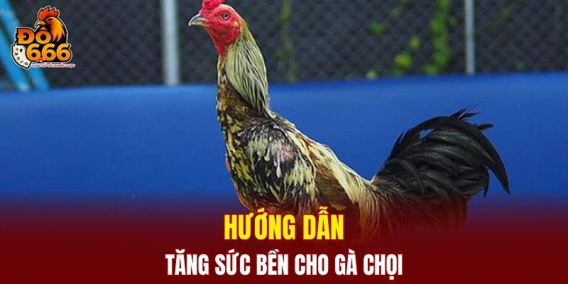 Hướng dẫn tăng sức bền cho gà chọi hiệu quả