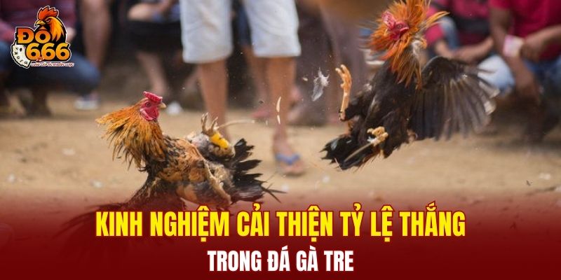 Kinh nghiệm cải thiện tỷ lệ thắng trong đá gà tre
