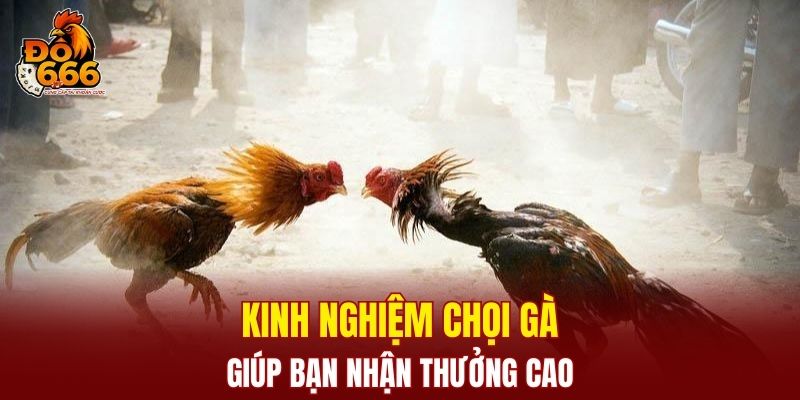 Kinh nghiệm chọi gà giúp bạn nhận thưởng cao