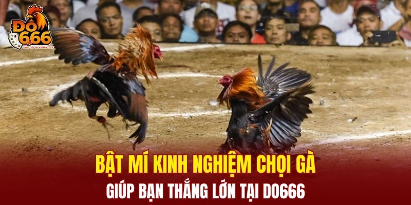 Kinh Nghiệm Chọi Gà