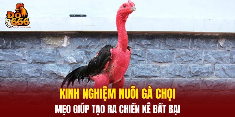 Kinh nghiệm nuôi gà chọi và chế độ dinh dưỡng hợp lý