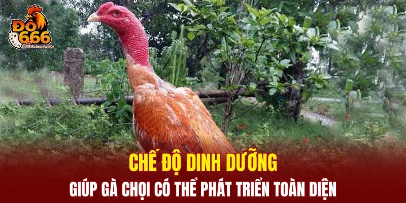 Kinh Nghiệm Nuôi Gà Chọi