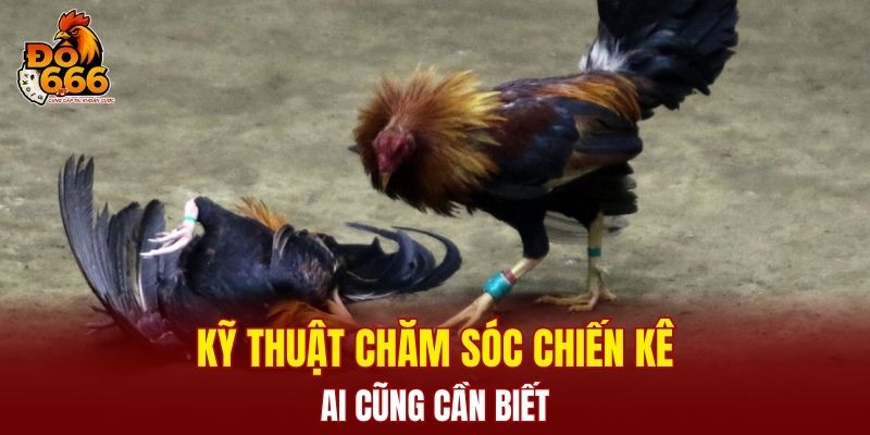 Kỹ thuật chăm sóc chiến kê ai cũng cần biết