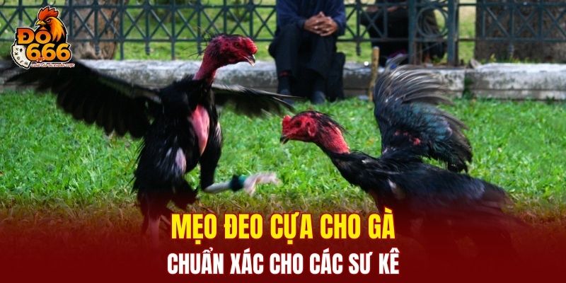 Mẹo Đeo Cựa Cho Gà