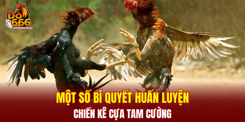 Một số bí quyết huấn luyện chiến kê Cựa Tam Cường