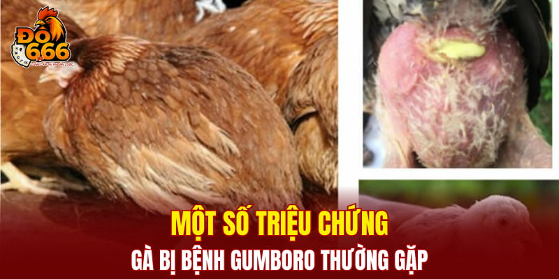 Một số triệu chứng gà bị bệnh Gumboro thường gặp