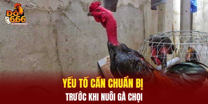 Một số yếu tố cần chuẩn bị trước khi nuôi gà chọi