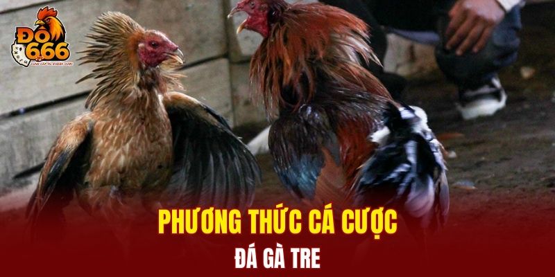 Phương thức cá cược đá gà tre
