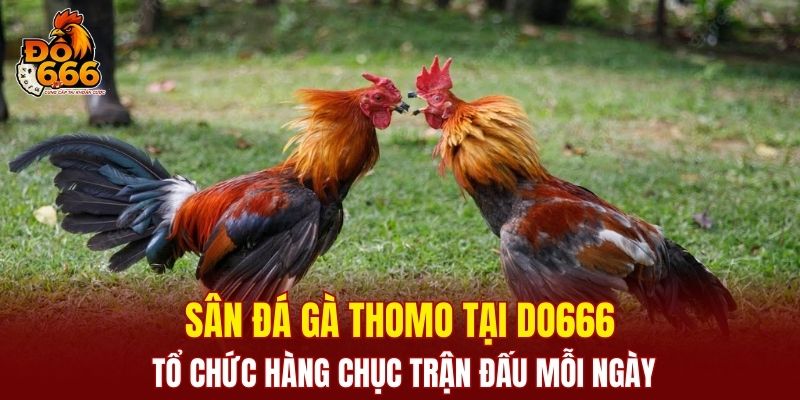 Sân đá gà Thomo tại DO666 tổ chức hàng chục trận đấu mỗi ngày