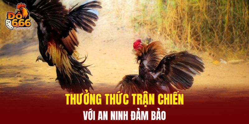 Thưởng thức trận chiến với an ninh đảm bảo