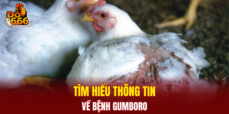 Tìm hiểu thông tin về bệnh Gumboro