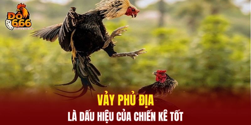 Vảy phủ địa là dấu hiệu của chiến kê tốt