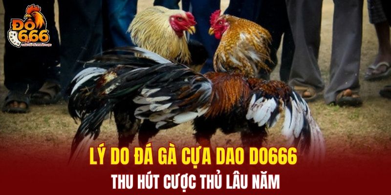 Vì sao đá gà tại nhà cái thu hút đông đảo người chơi?