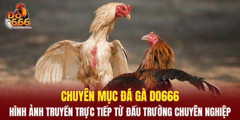 Đá gà DO666 phát hình ảnh trực tiếp từ đấu trường