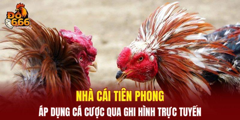 Đá gà DO666 áp dụng cược qua ghi hình trực tuyến